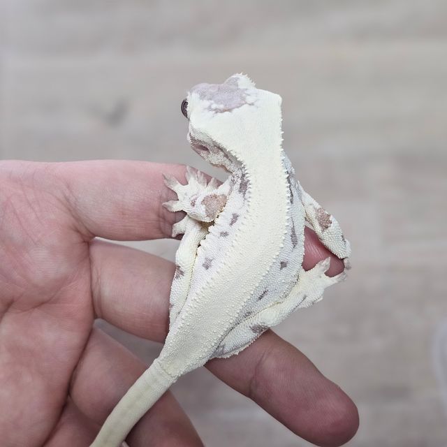 릴리 세이블