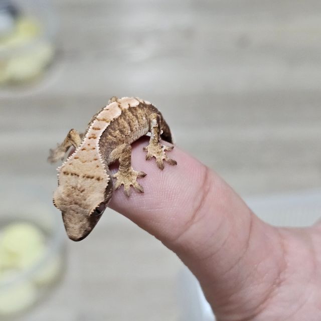 트라이 익스트림할리퀸