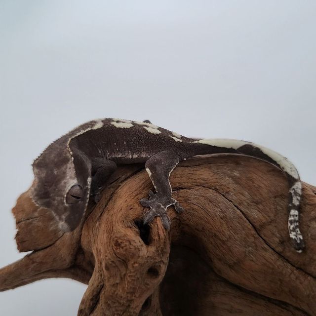 아잔틱