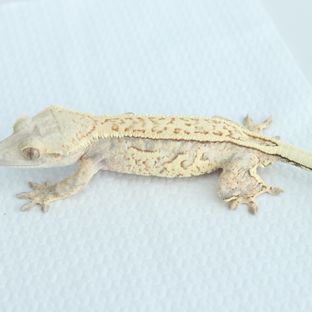 체다