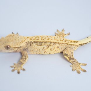체다