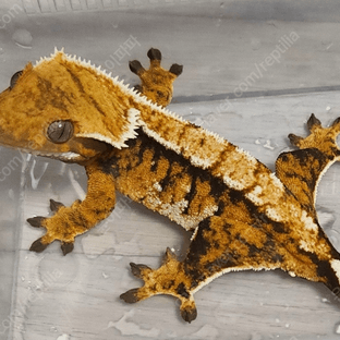 노멀 트라이 익스트림할리퀸 화이트크라운 텐저린