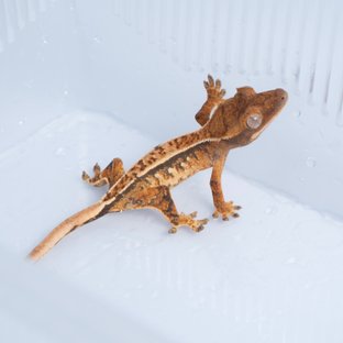 노멀 트라이 쿼드 텐저린