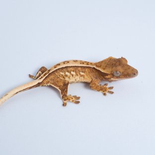 노멀 트라이 텐저린 쿼드