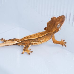 노멀 트라이 쿼드 텐저린