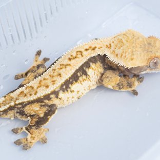 노멀 트라이 핀스트라이프 익스트림할리퀸