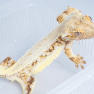 릴리화이트 풀핀 쿼드 텐저린