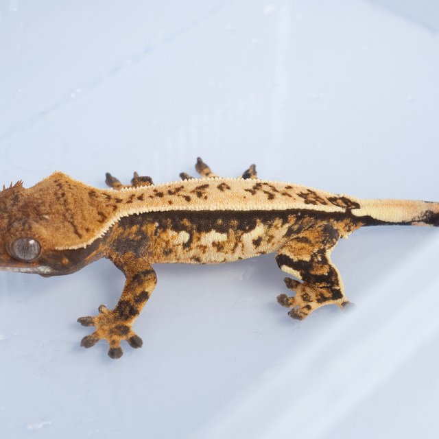 노멀 트라이 쿼드 핀스트라이프 텐저린