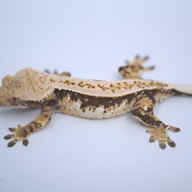 노멀 트라이 쿼드 화이트핀 화이트스팟