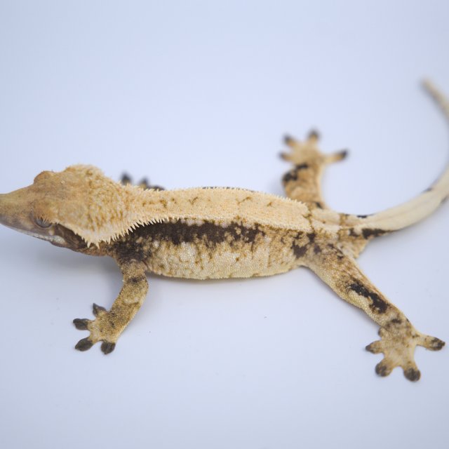 노멀 트라이 솔리드백