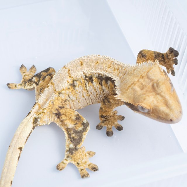 노멀 트라이 익스트림할리퀸 화이트스팟 텐저린