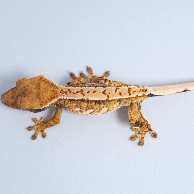 노멀 트라이 익스트림할리퀸 텐저린