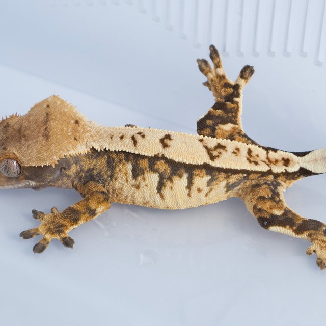 노멀 익스트림할리퀸 텐저린 트라이