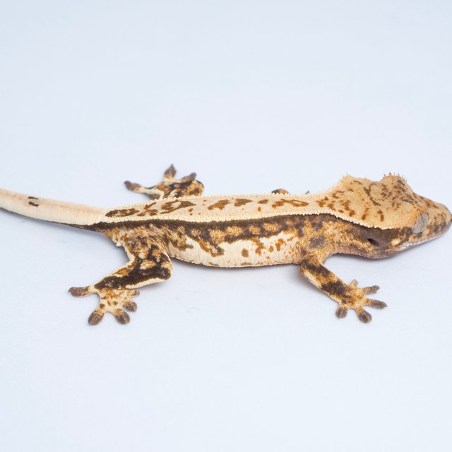 노멀 트라이 쿼드 풀핀 텐저린