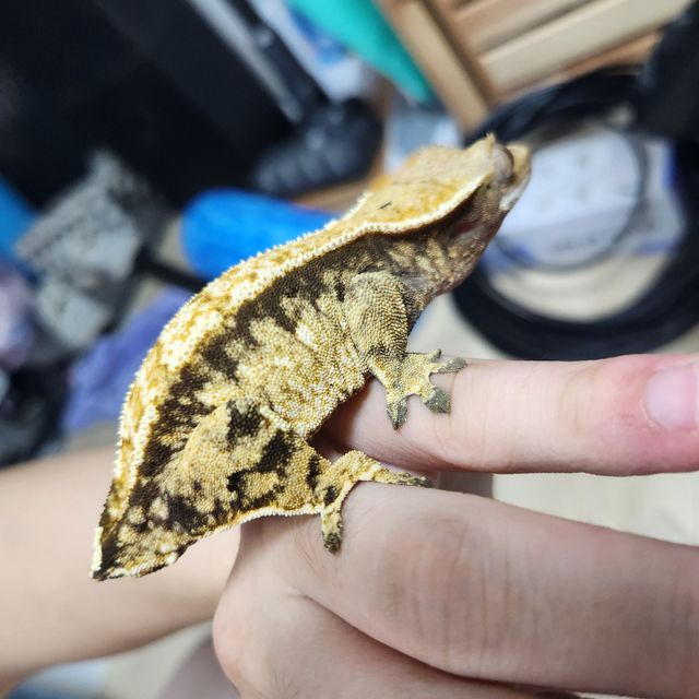 트라이