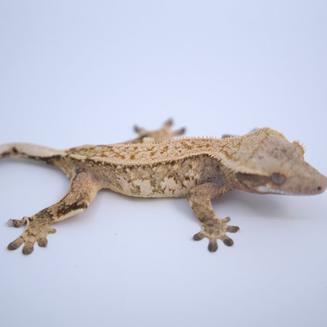 노멀 트라이 익스트림할리퀸 텐저린