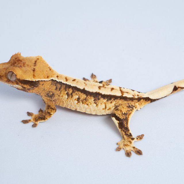 노멀 트라이 익스트림할리퀸 화이트스팟 텐저린