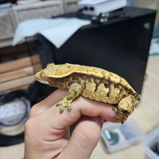 트라이