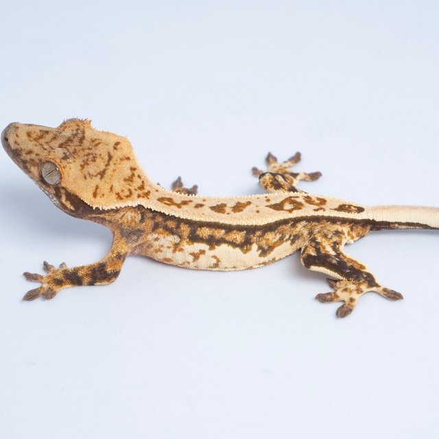 노멀 트라이 쿼드 풀핀 텐저린