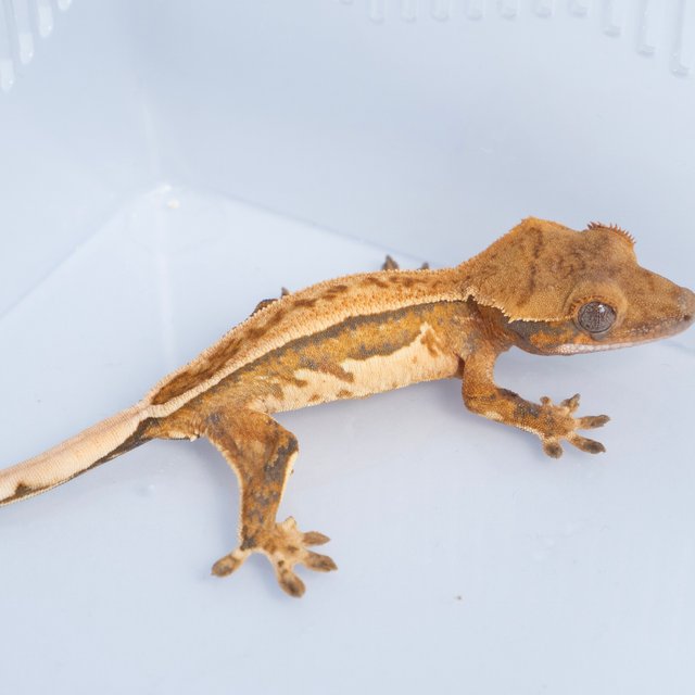 노멀 트라이 쿼드 풀핀 텐저린