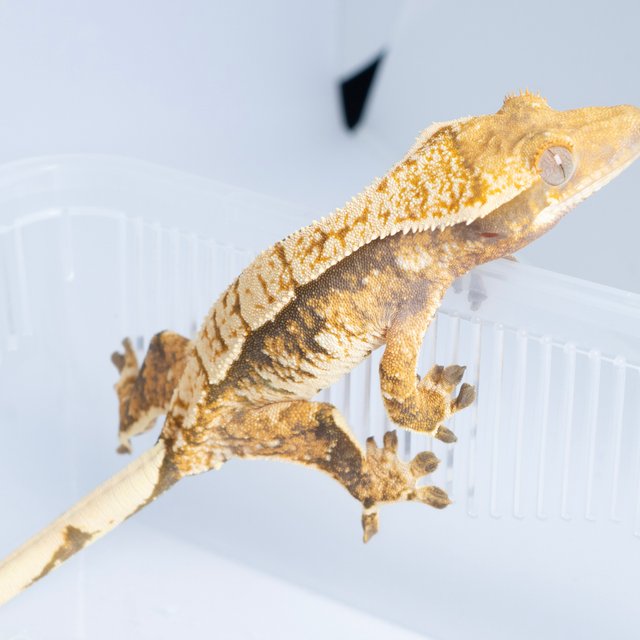 노멀 트라이 익스트림할리퀸 텐저린