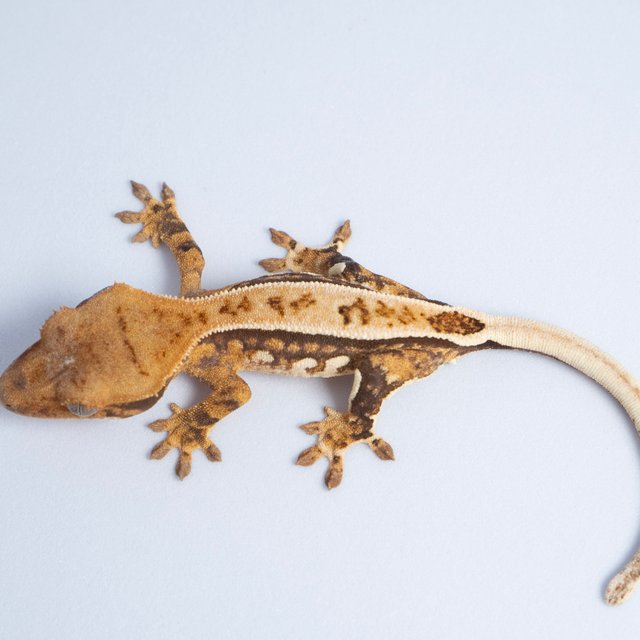 노멀 트라이 쿼드 풀핀 텐저린