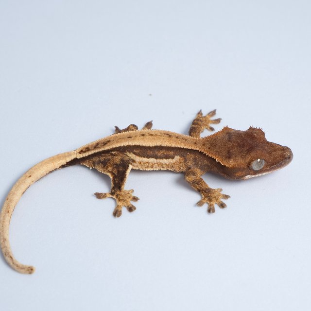 노멀 트라이 쿼드 풀핀