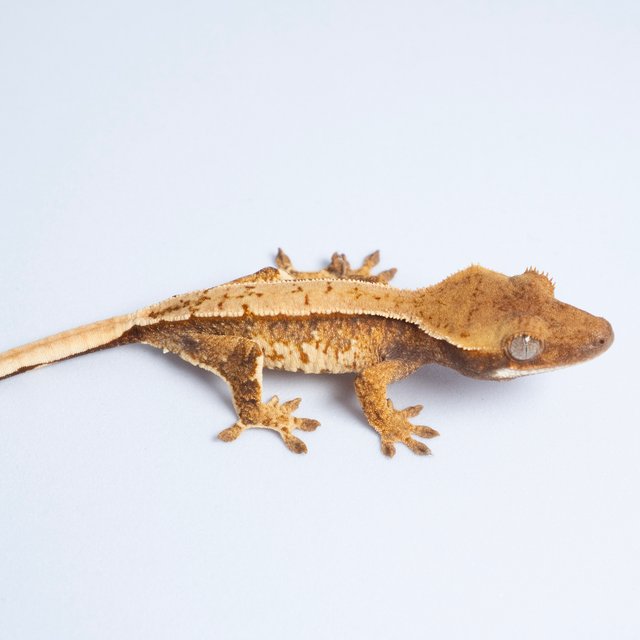 노멀 트라이 쿼드 텐저린 익스트림할리퀸