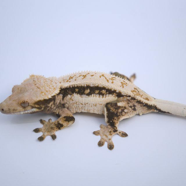 노멀 쿼드 텐저린