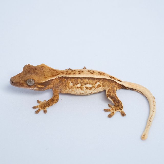 노멀 트라이 텐저린 쿼드