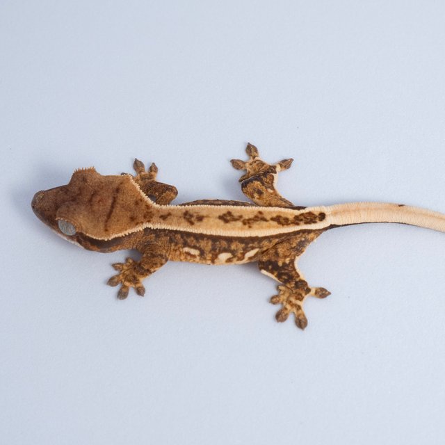 노멀 트라이 텐저린 풀핀 쿼드