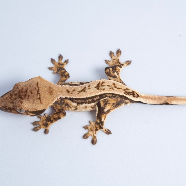 노멀 쿼드 풀핀 핀스트라이프 트라이