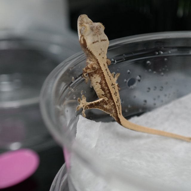 노멀 트라이 풀핀 핀스트라이프 화이트스팟 드리피