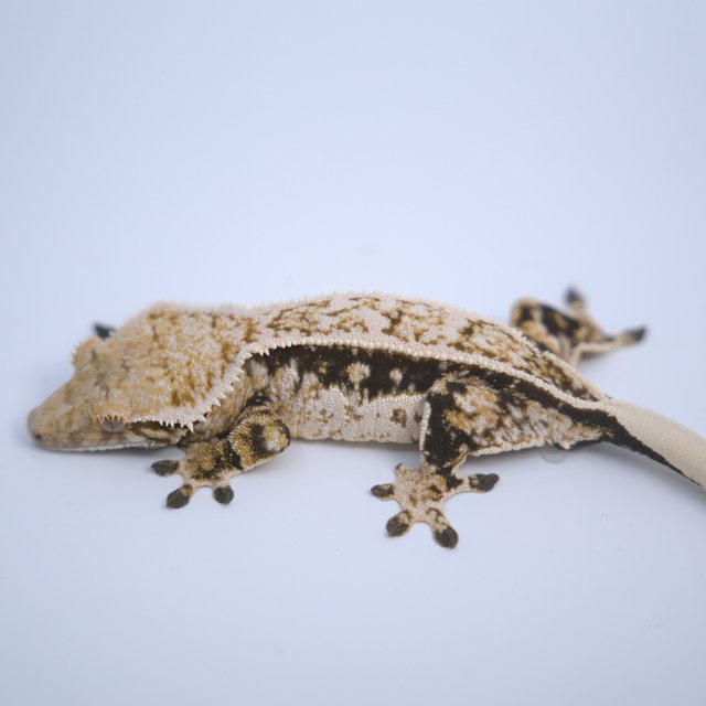 노멀 트라이 쿼드 풀핀 핀스트라이프