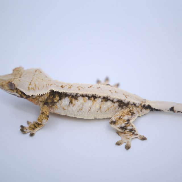 노멀 트라이 화이트스팟