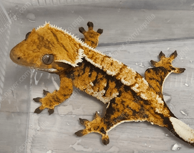 노멀 트라이 익스트림할리퀸 화이트크라운 텐저린