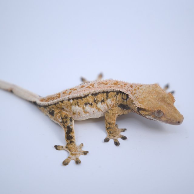 노멀 트라이 드리피 풀핀 쿼드 텐저린