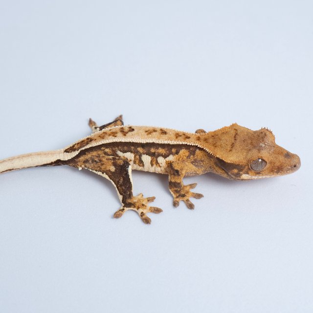 노멀 트라이 쿼드 풀핀 텐저린