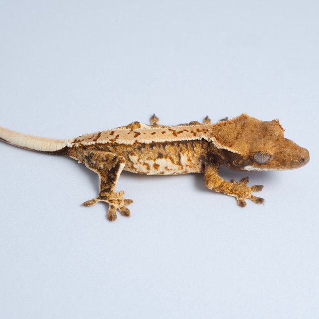 노멀 트라이 익스트림할리퀸 텐저린