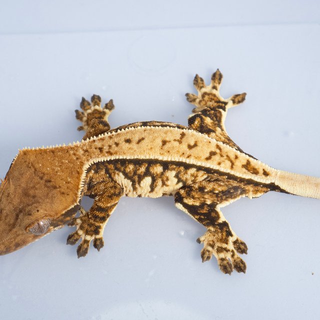 노멀 트라이 화이트스팟 익스트림할리퀸 쿼드 풀핀