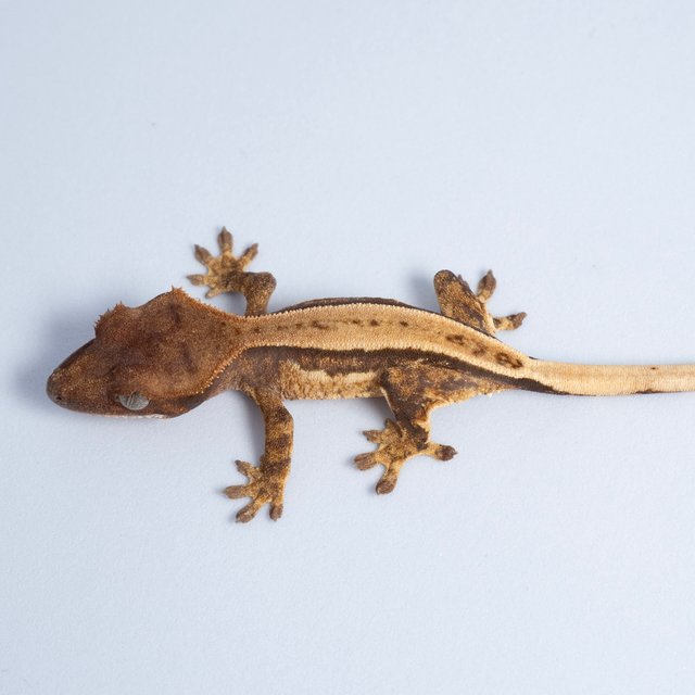 노멀 트라이 쿼드 풀핀