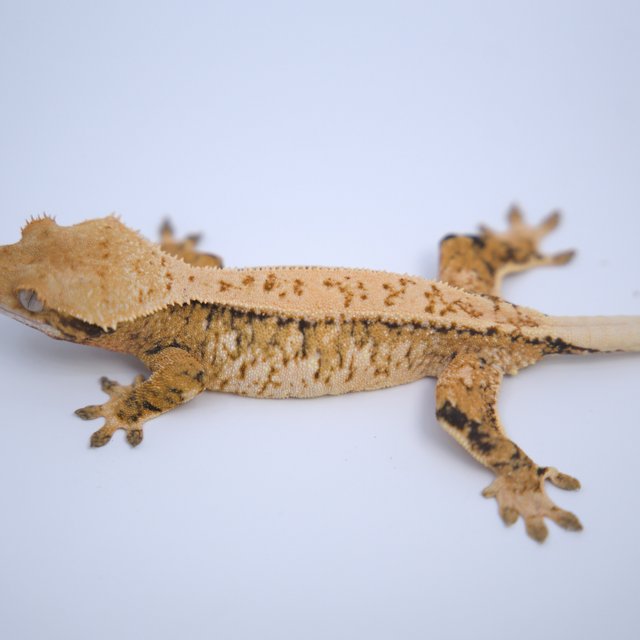 노멀 트라이 드리피 할리퀸 텐저린