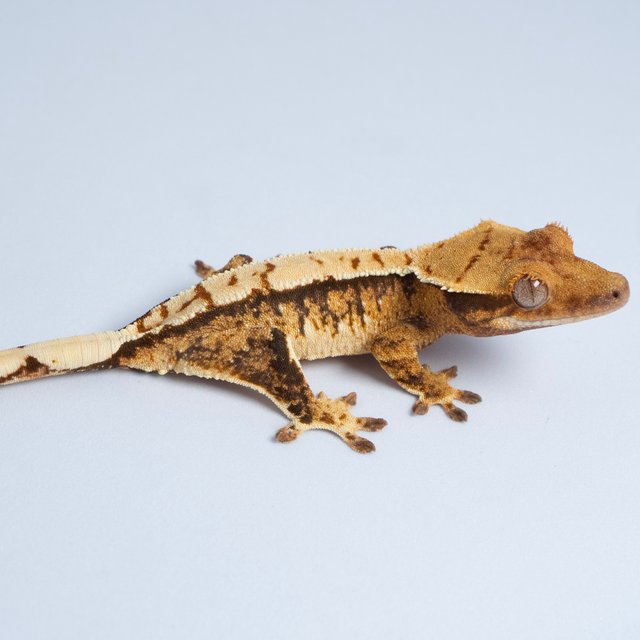 노멀 트라이 익스트림할리퀸 화이트스팟 텐저린