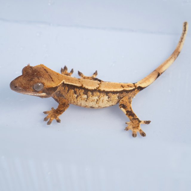 노멀 트라이 화이트스팟 텐저린 익스트림할리퀸