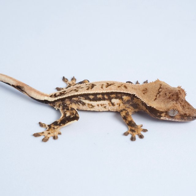 노멀 쿼드 풀핀 핀스트라이프 트라이