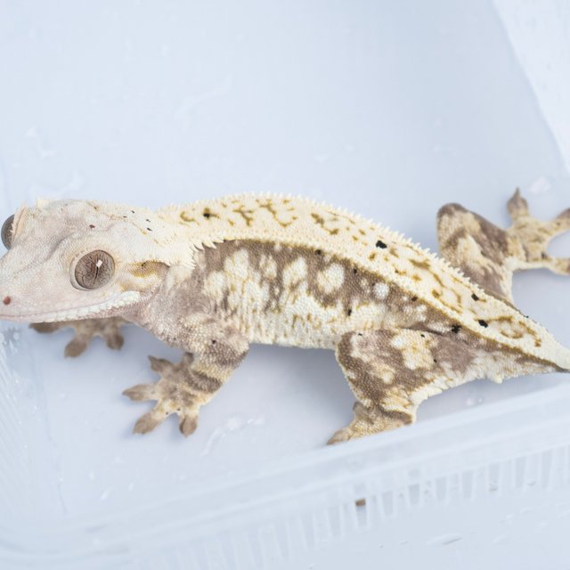 노멀 화이트스팟 풀핀 핀스트라이프 쿼드