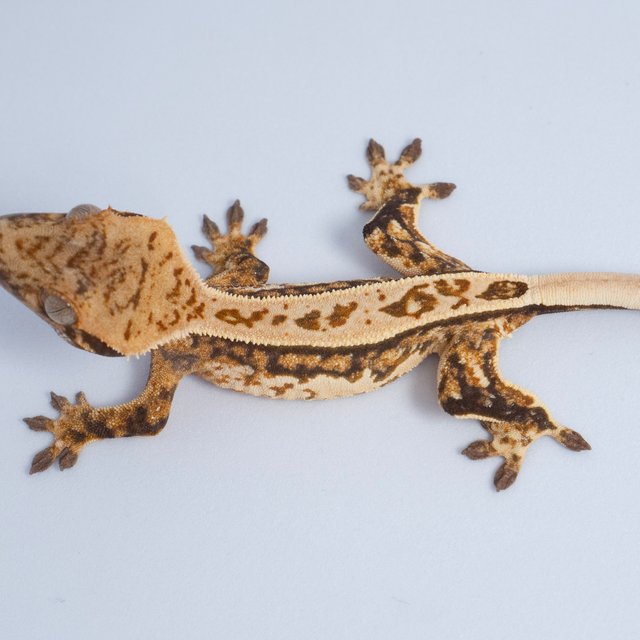 노멀 트라이 쿼드 풀핀 텐저린