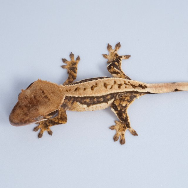 노멀 트라이 쿼드 풀핀 텐저린 핀스트라이프