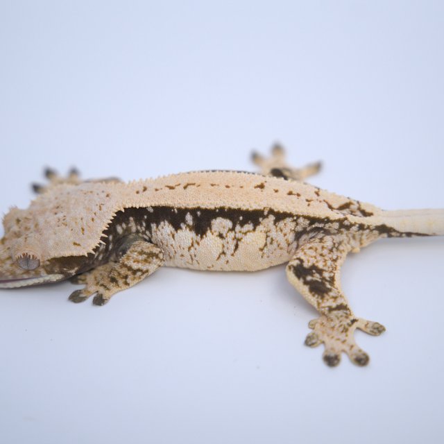 노멀 트라이 드리피 화이트스팟 할리퀸