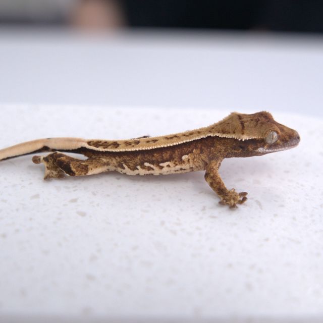 노멀 트라이 풀핀 핀스트라이프 쿼드